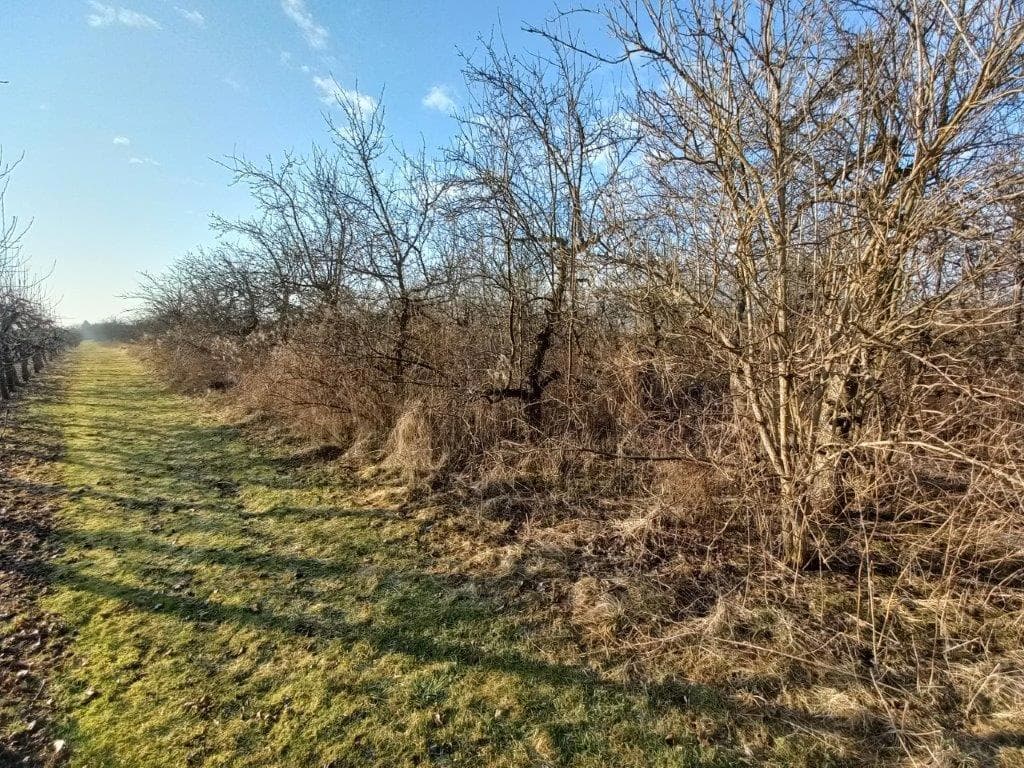 udział w działce nr 120 o pow. 1,0121 Janówek gm. Grójec przy trasie nr 50 więcej na www.komornik-grojec.pl – zdjęcie 17 z 19