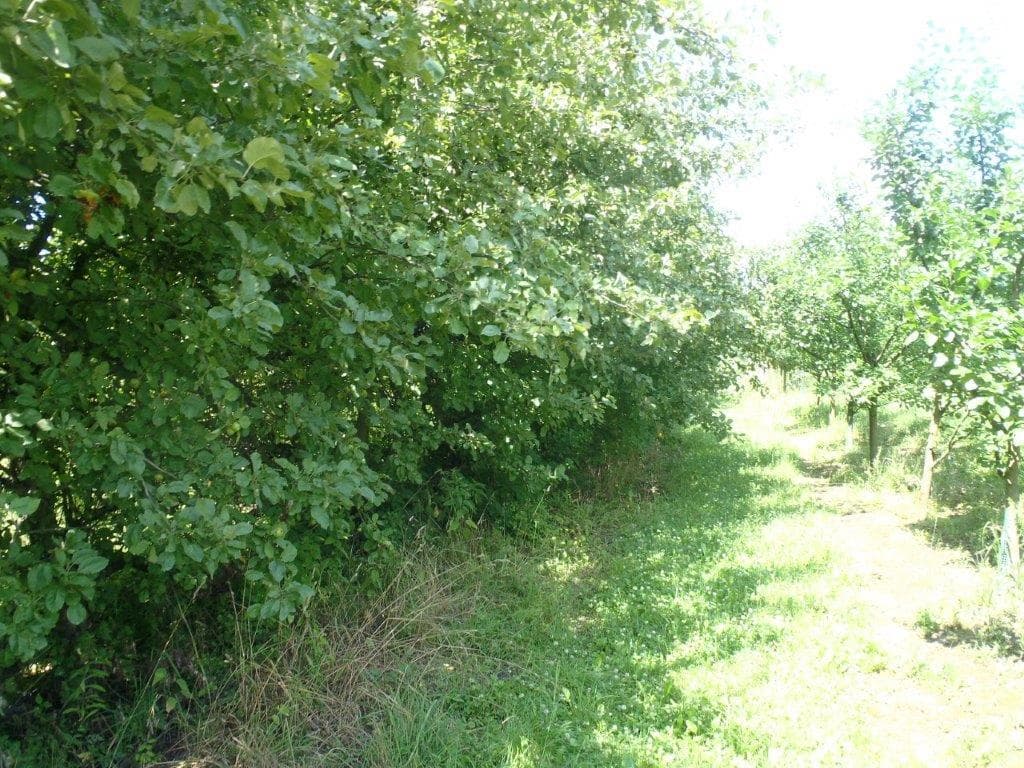 udział w działce nr 120 o pow. 1,0121 Janówek gm. Grójec przy trasie nr 50 więcej na www.komornik-grojec.pl – zdjęcie 6 z 19