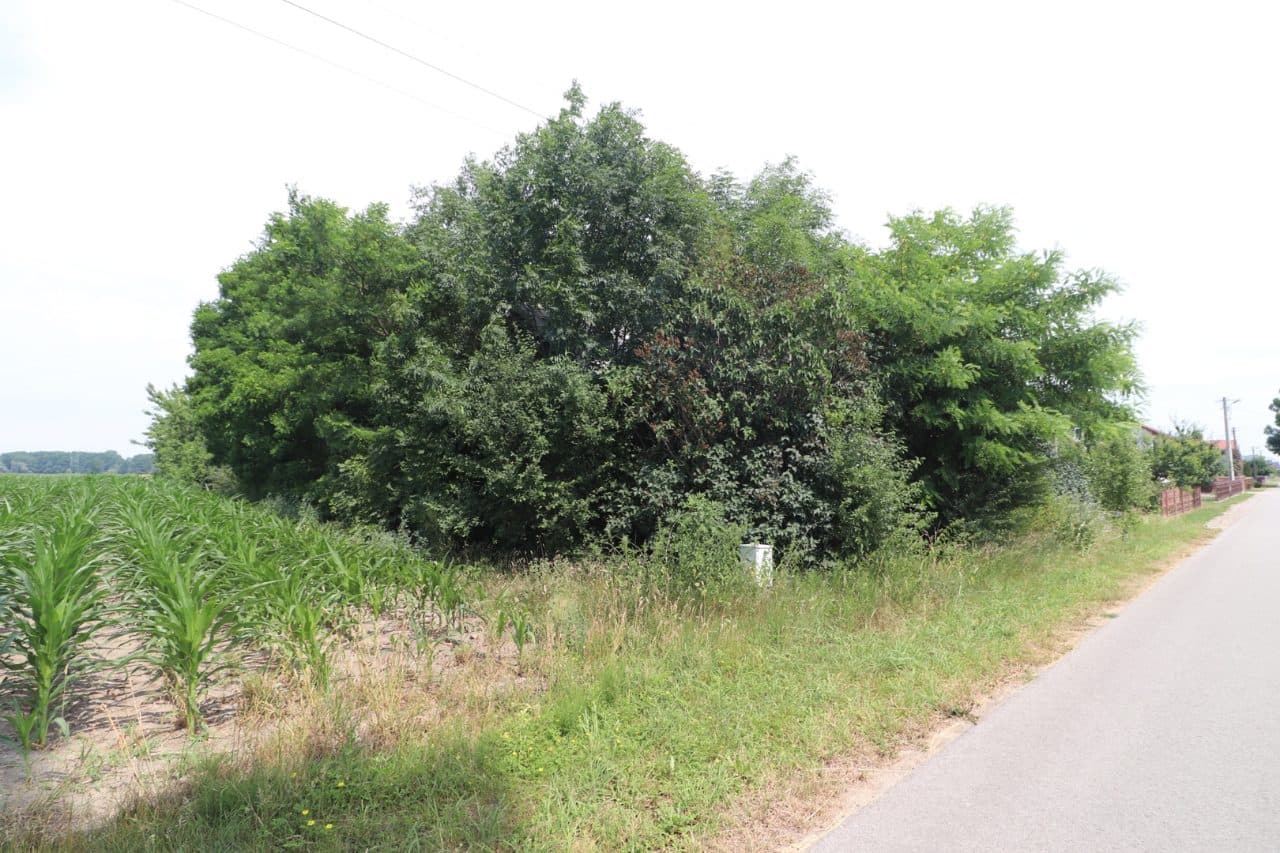 zabudowana nieruchomość rolna położona w miejscowości: Kocierzew Południowy, gmina Kocierzew, działka nr 81/4 o pow. 0,1015 ha, zapisana w Księdze Wieczystej Wydziału Ksiąg Wieczystych Sądu Rejonowego w Łowiczu pod nr LD1O/00026569/0 – zdjęcie 15 z 15
