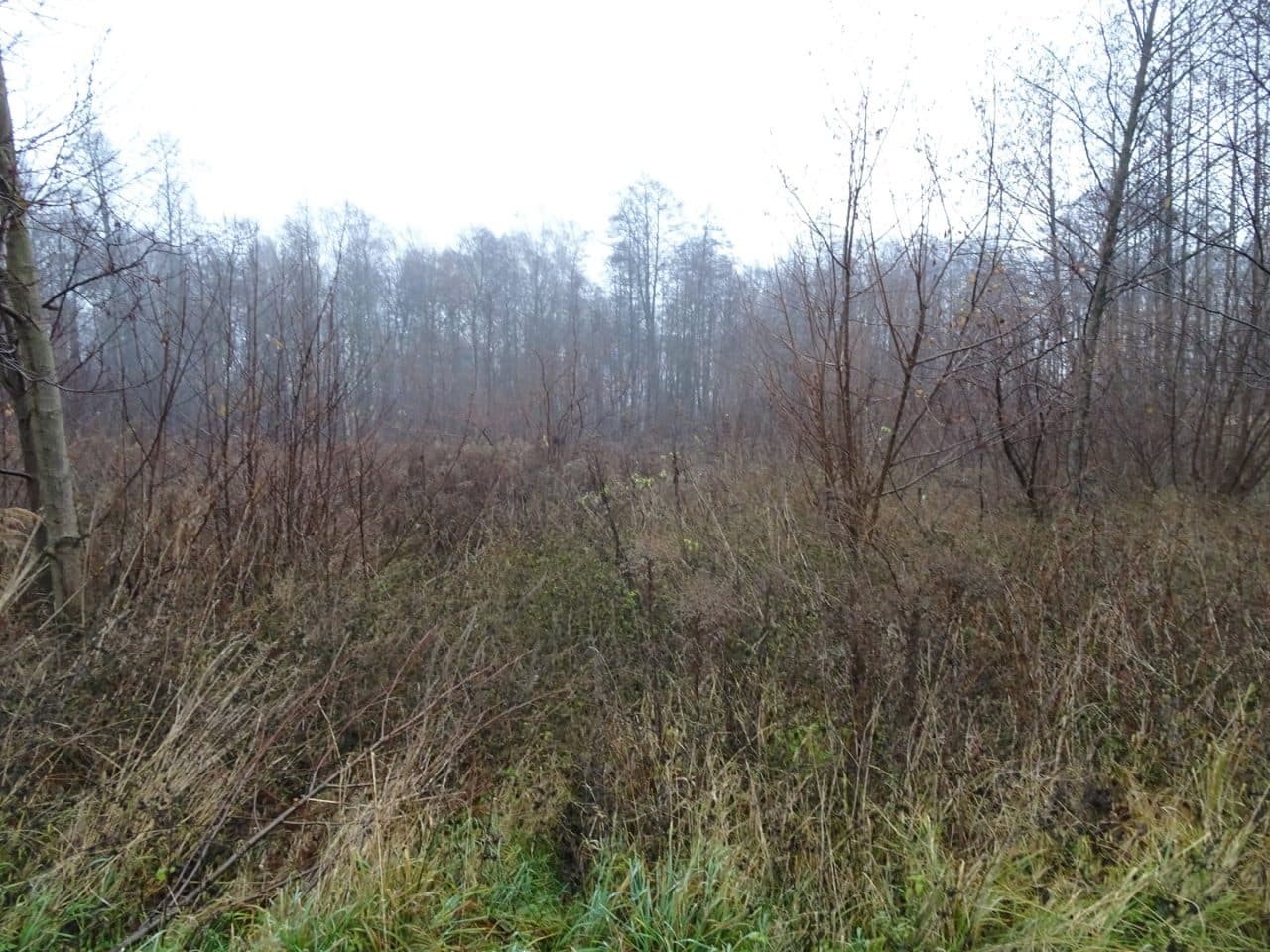 Kolonia Wielgomłyny gm. Wielgomłyny
