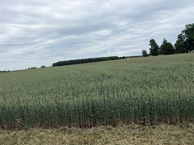 niezabudowana działa nr 139/2 o pow. 1,53ha, 19-104 Trzcianne, Milewo – zdjęcie 3 z 4