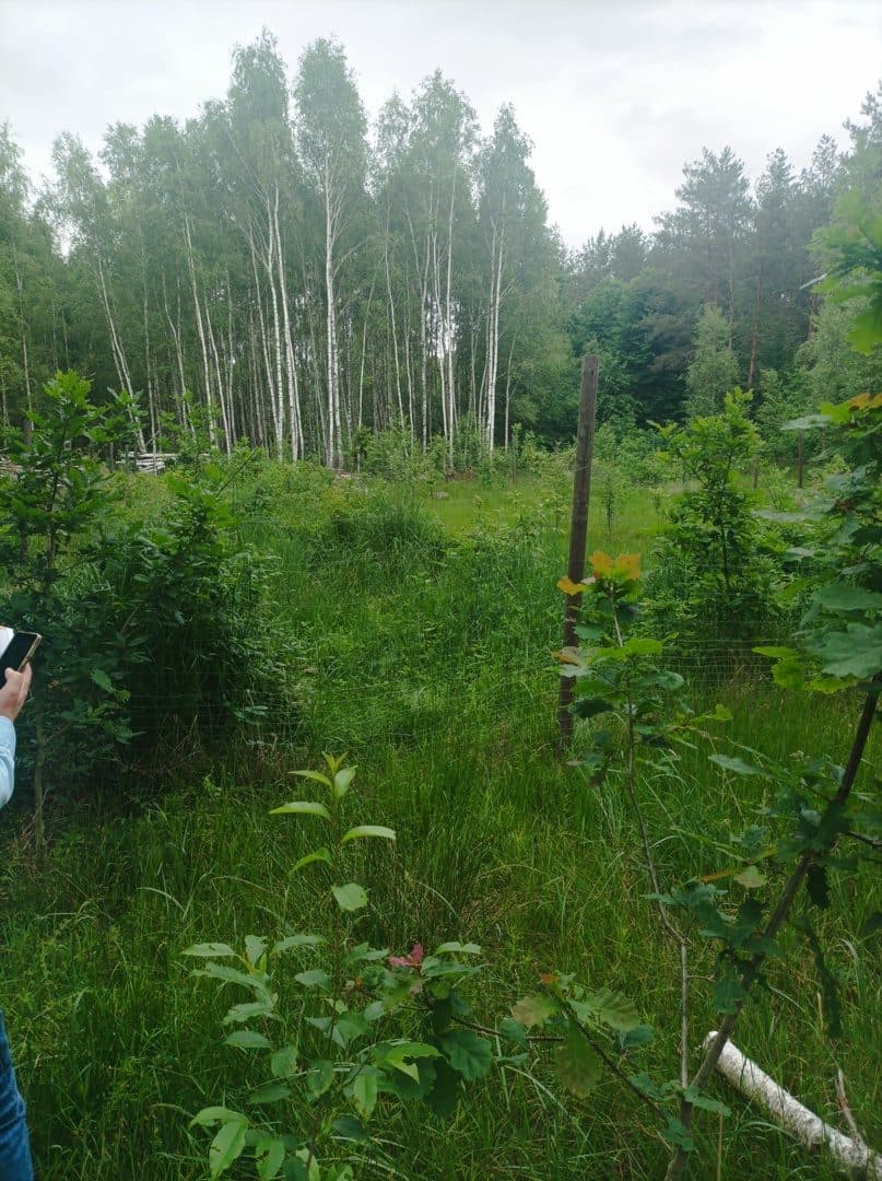 Nieruchomość gruntowa Las i grunty leśne – zdjęcie 2 z 2