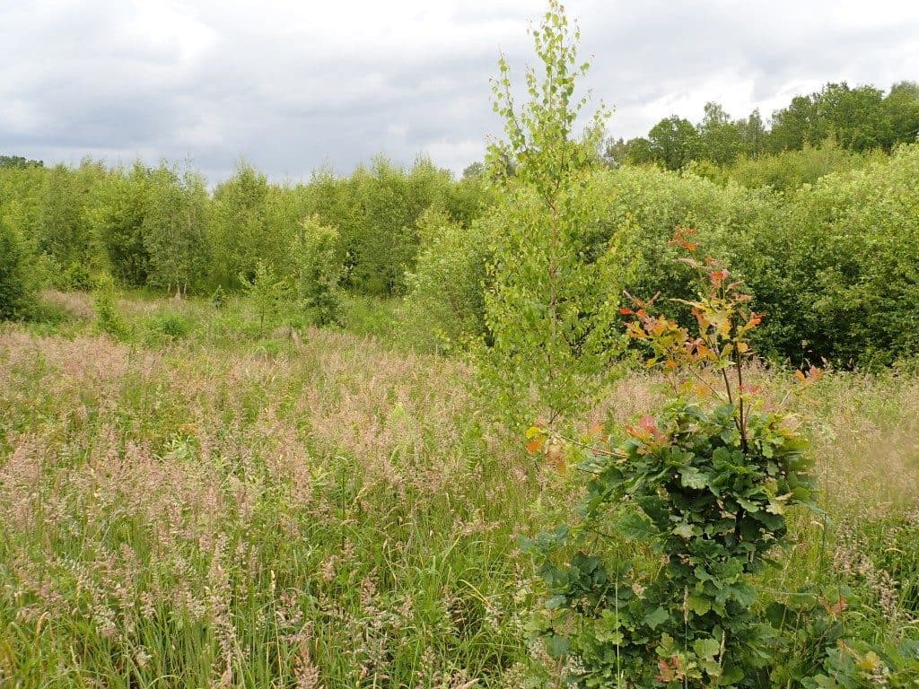 Działka niezabudowana nr 469/7 o pow. 5,9533 ha w Tątławkach, gm. Morąg – zdjęcie 5 z 9