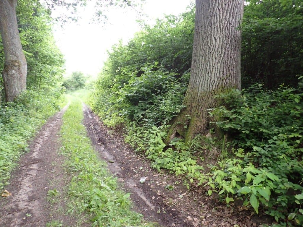 Działka niezabudowana nr 469/7 o pow. 5,9533 ha w Tątławkach, gm. Morąg – zdjęcie 6 z 9