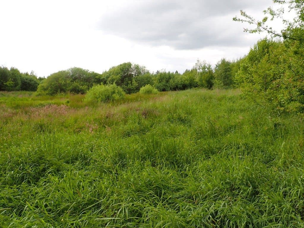 Działka niezabudowana nr 469/7 o pow. 5,9533 ha w Tątławkach, gm. Morąg – zdjęcie 8 z 9