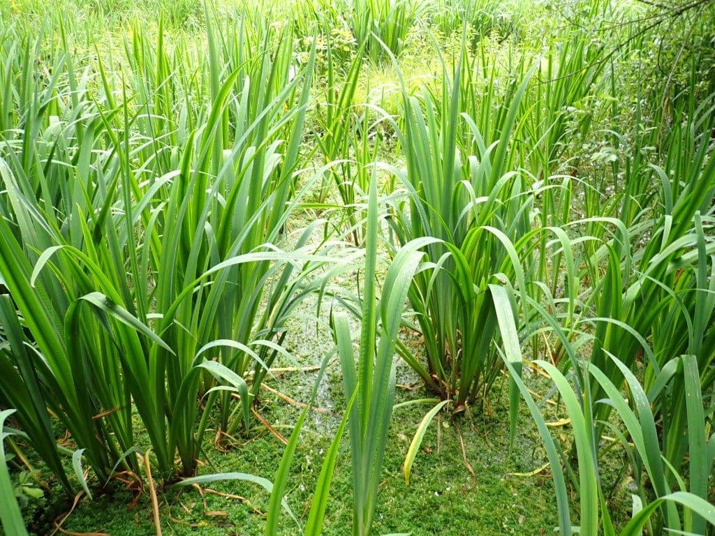 Działka niezabudowana nr 469/6 o pow. 6,2715 ha w Tątławkach, gm. Morąg - KWEL2O/00037244/0 – zdjęcie 4 z 6