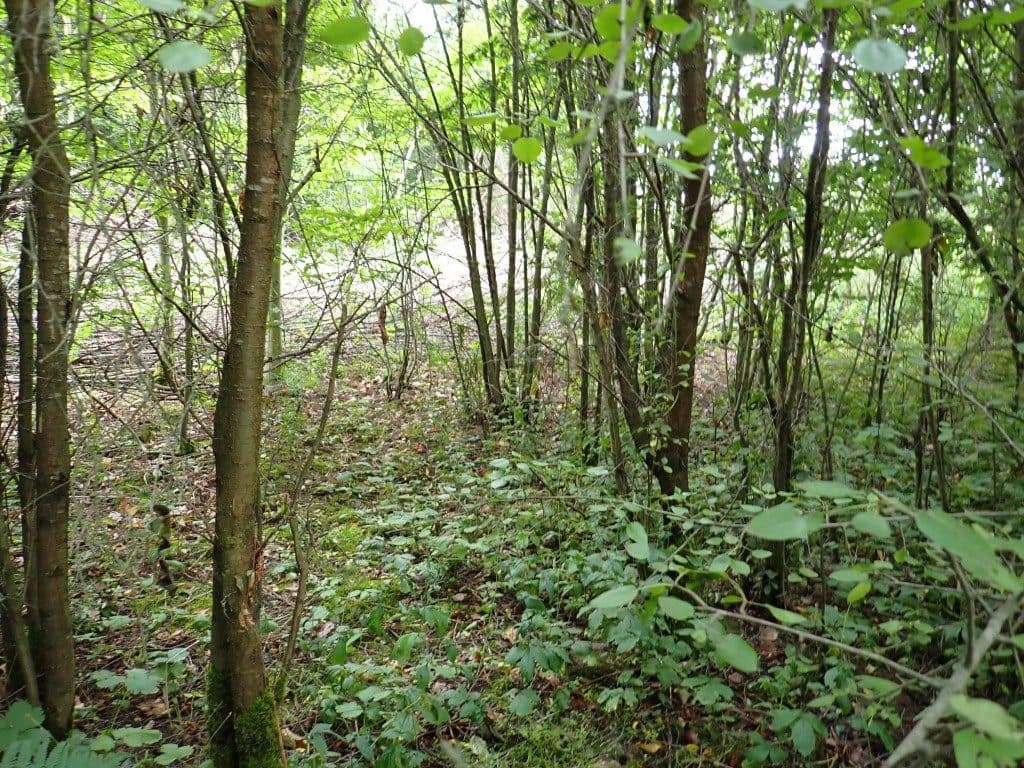 Działka niezabudowana nr 469/9 o pow. 22,39 ha ze złożami piasku i żwiru w Tątławkach, gm. Morąg - KWEL2O/00022222/2 – zdjęcie 12 z 16