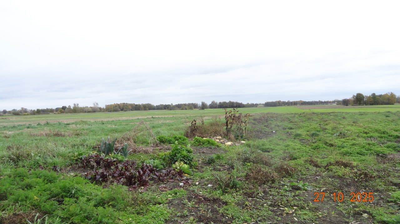 prawo własności nieruchomości gruntowej rolnej zabudowanej oznaczonej działkami nr ewid. 835 i 836, położonej w m. Kaszew gm. Goszczanów – zdjęcie 4 z 6